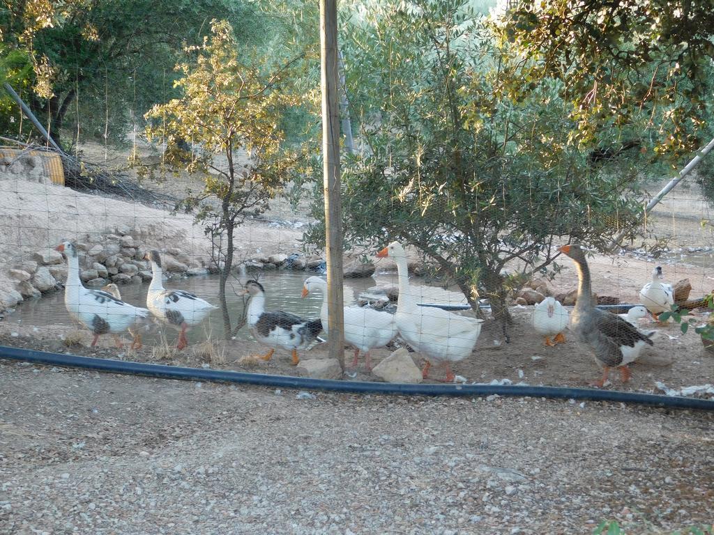 أورنوس Casas Rurales La Loma Del Carrascal المظهر الخارجي الصورة